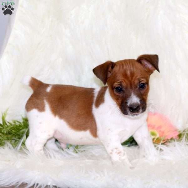 Poppy, Jack Russell Terrier Puppy