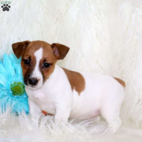 Precious, Jack Russell Terrier Puppy