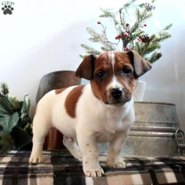 Preston, Jack Russell Terrier Puppy