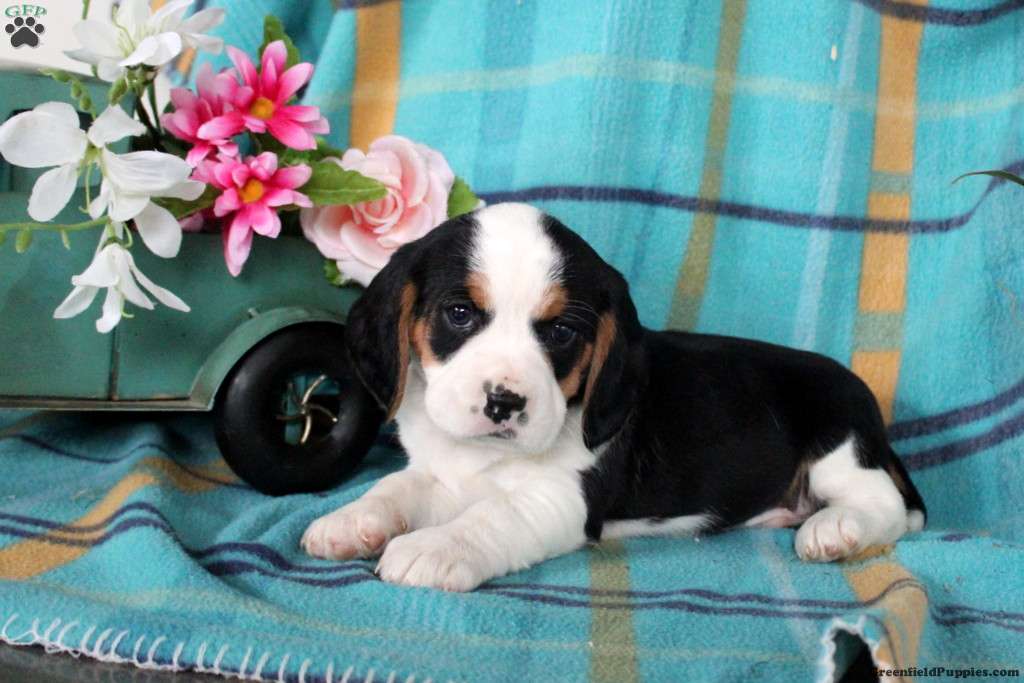 Preston - Beaglier Puppy For Sale in Pennsylvania