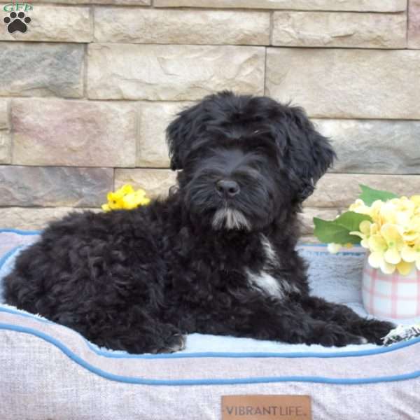 Prince, Portuguese Water Dog Puppy