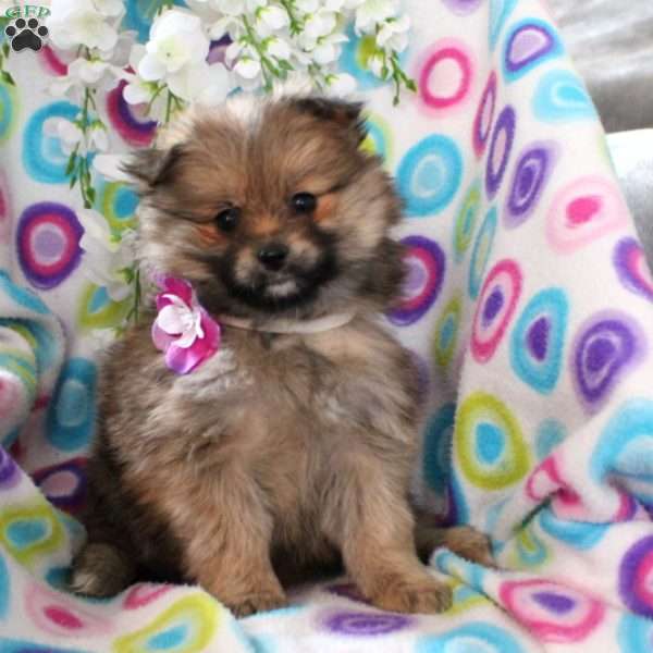 Princess, Pomeranian Puppy