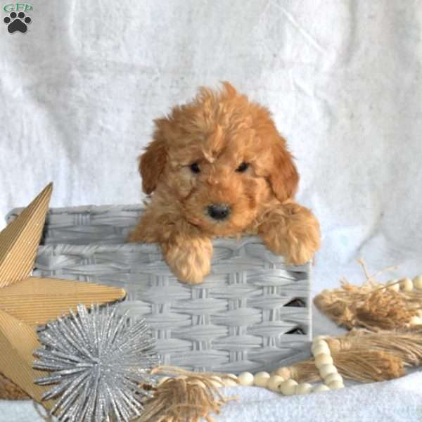 Princess, Miniature Poodle Mix Puppy
