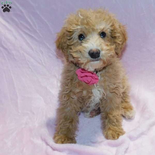 Blessing, Mini Goldendoodle Puppy