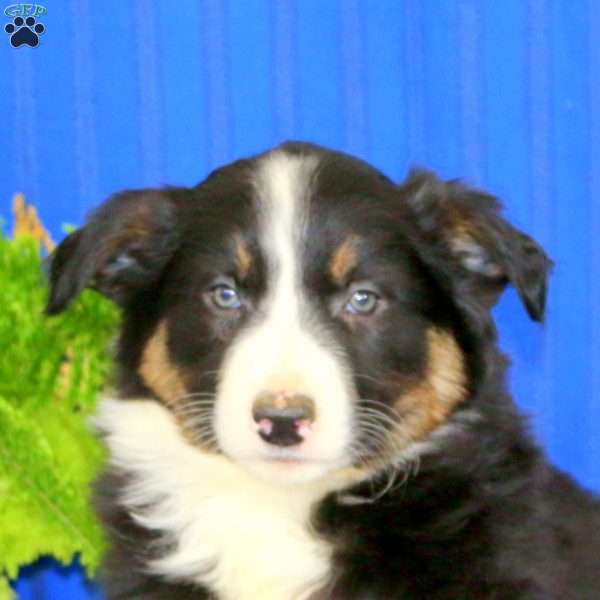 Rachel, Border Collie Puppy