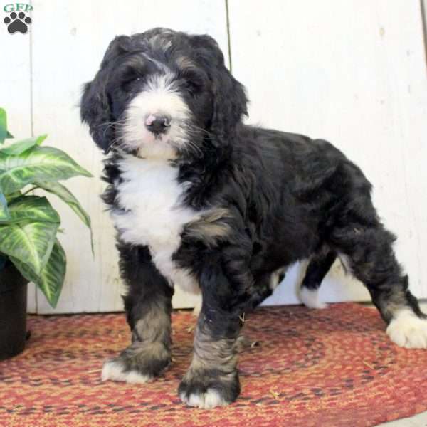 Ralph, Bernedoodle Puppy