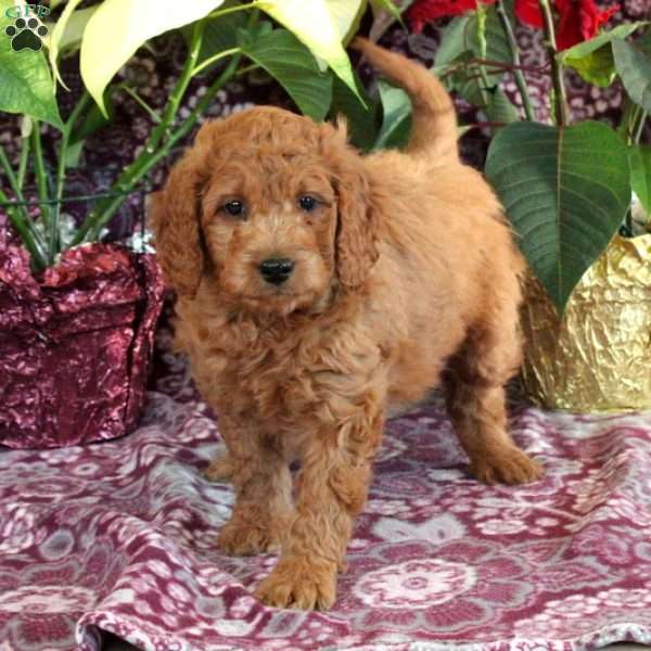 Rascal, Goldendoodle Puppy