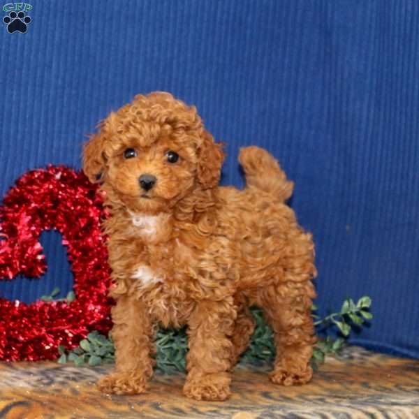 Rayna, Toy Poodle Puppy