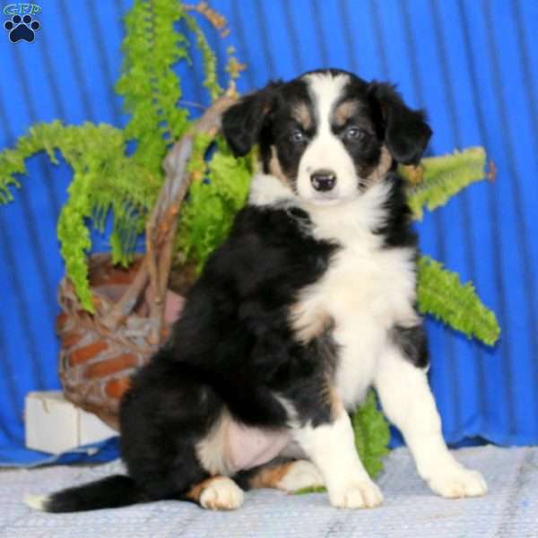 Rayna, Border Collie Puppy