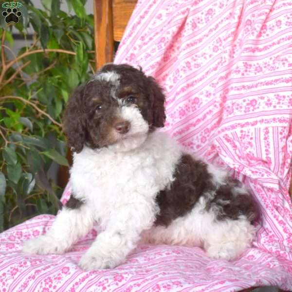 Reese, Miniature Poodle Puppy