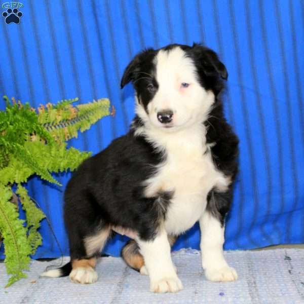 Reese, Border Collie Puppy