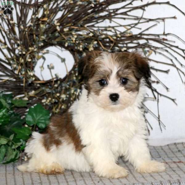 Reese, Havanese Puppy