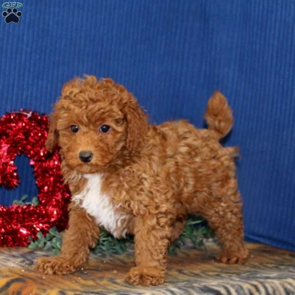 Reese, Toy Poodle Puppy