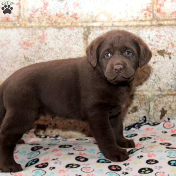 Reggie, Chocolate Labrador Retriever Puppy