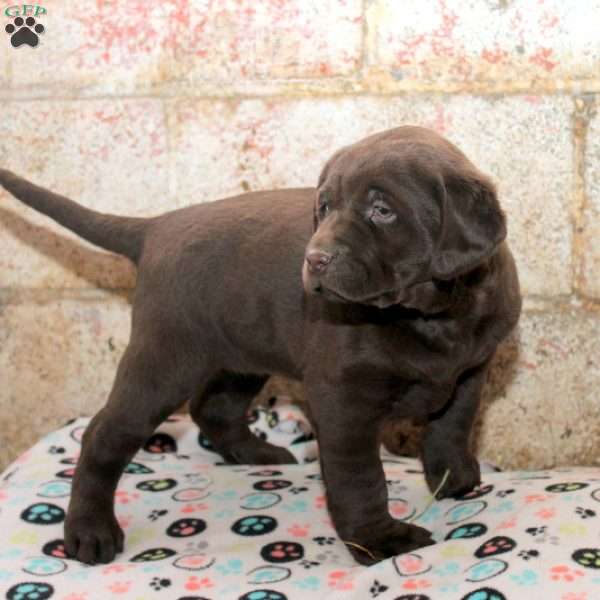 Remi, Chocolate Labrador Retriever Puppy