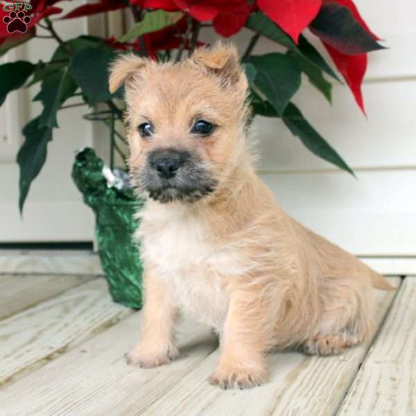 Remi, Cairn Terrier Puppy