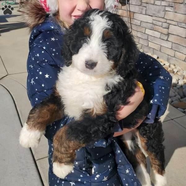 Willow, Bernedoodle Puppy