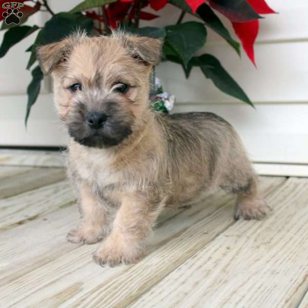 Rex, Cairn Terrier Puppy
