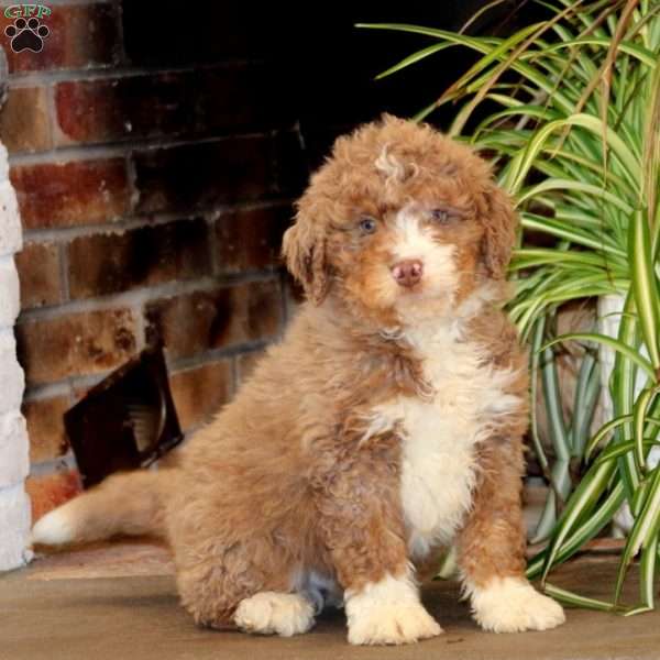 Riley, Bernedoodle Puppy