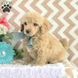 Cockapoo Puppies for Sale - Greenfield Puppies