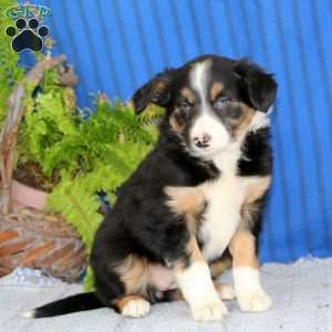 Rosa, Border Collie Puppy