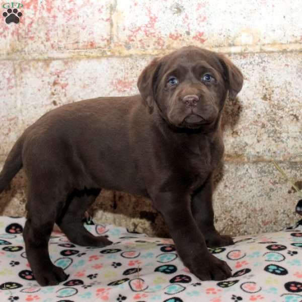 Rose, Chocolate Labrador Retriever Puppy