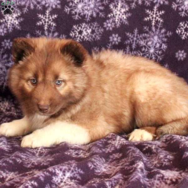 Rosemary-Agouti, Siberian Husky Puppy