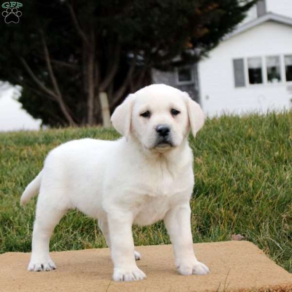 Rosie, Yellow Labrador Retriever Puppy