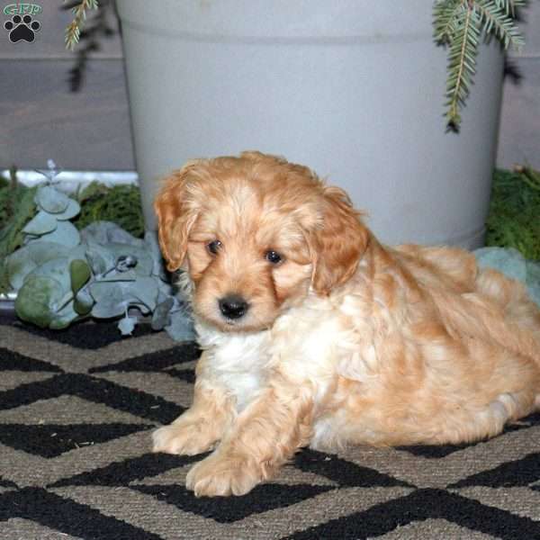 Rover, Mini Labradoodle Puppy