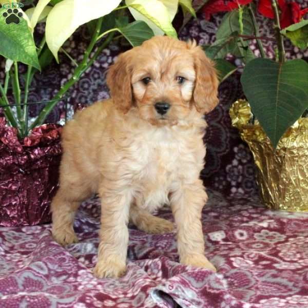 Roxie, Goldendoodle Puppy