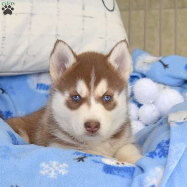 Ruby, Siberian Husky Puppy
