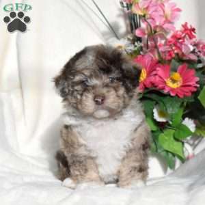 Greenfield puppies shih store poo