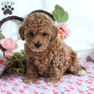 Toy poodle shop greenfield puppies