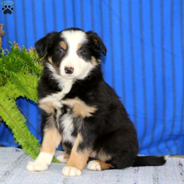 Ruby, Border Collie Puppy