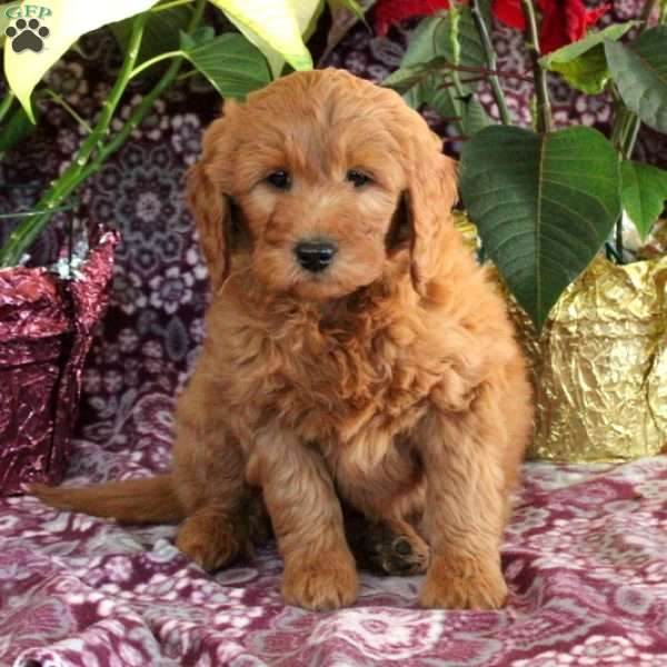 Ruffle, Goldendoodle Puppy