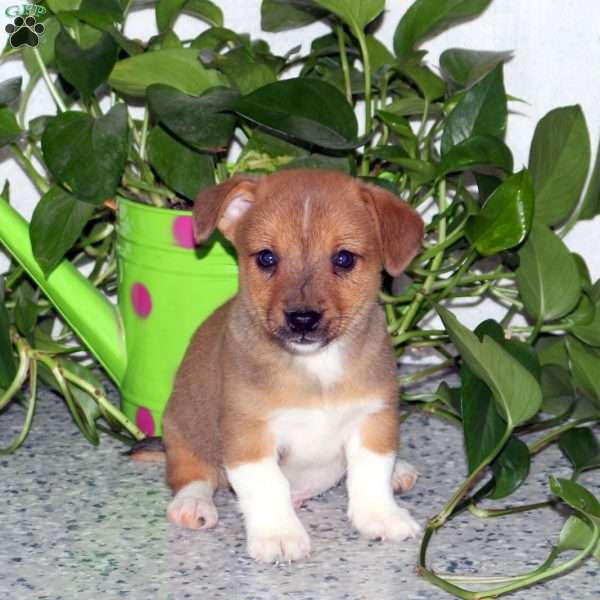 Rufus, Jack Russell Mix Puppy
