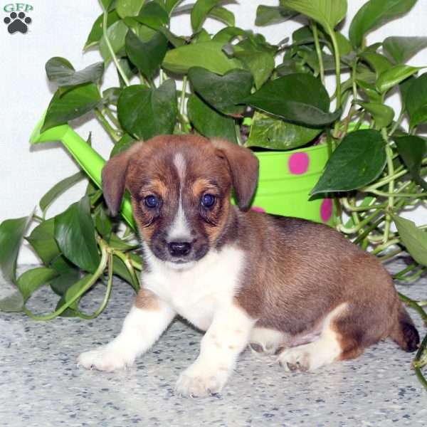 Ruger, Jack Russell Mix Puppy