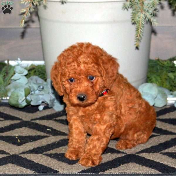 Rusty, Mini Labradoodle Puppy
