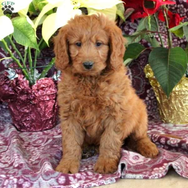 Rusty, Goldendoodle Puppy
