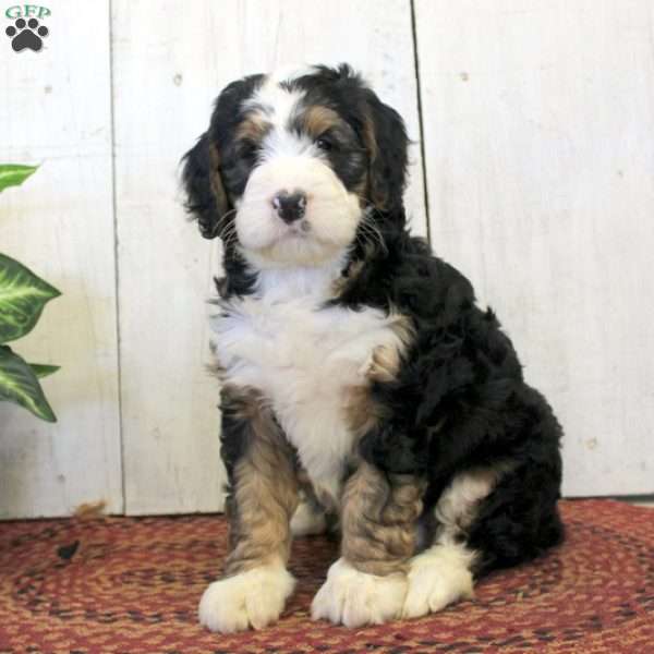 Ruthie, Bernedoodle Puppy