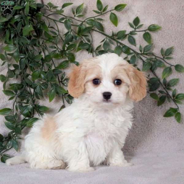 Sabrina, Cavachon Puppy