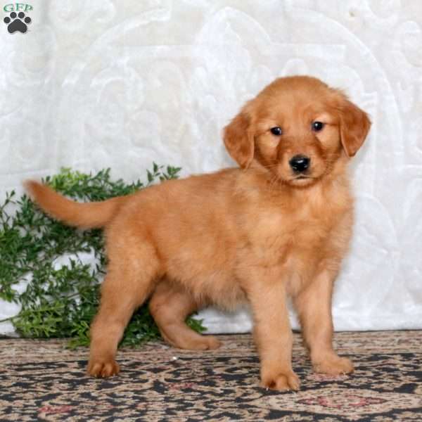 Sally, Golden Retriever Puppy