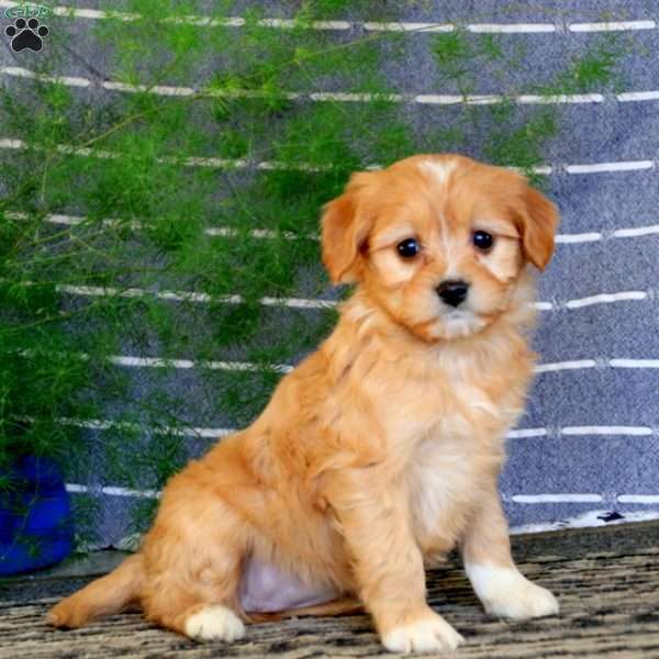 Sally, Cavalier King Charles Mix Puppy