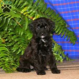 Miniature Poodle Mix Puppies For Sale | Greenfield Puppies