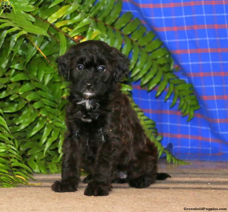 Sasha - Miniature Poodle Mix Puppy For Sale in Pennsylvania