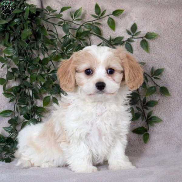 Scarlett, Cavachon Puppy