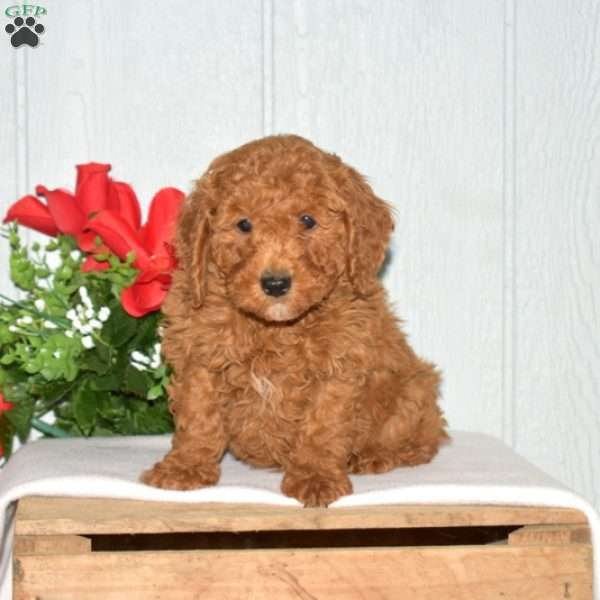 Scooter, Miniature Poodle Puppy