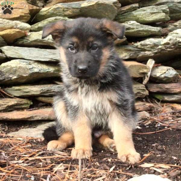 Sebastian, German Shepherd Puppy