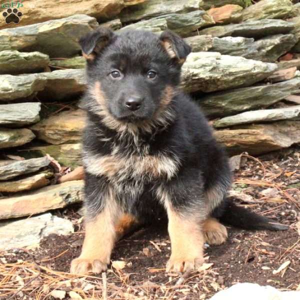 Sergio, German Shepherd Puppy