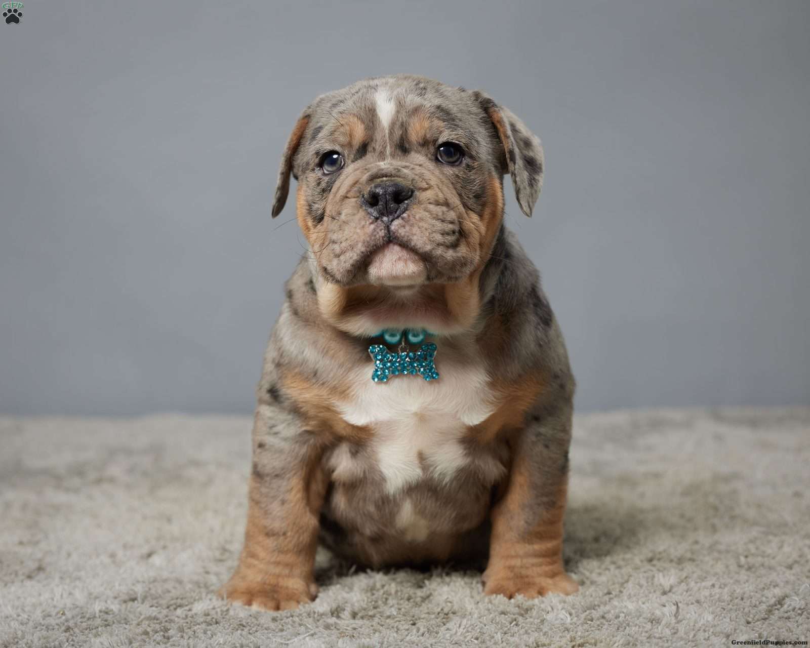 Shane - Olde English Bulldogge Puppy For Sale in Ohio